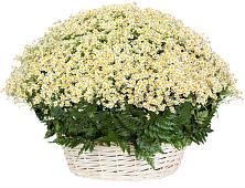 Цветочная композиция из Ромашки в корзине #REPLACE_PRED# Серышево